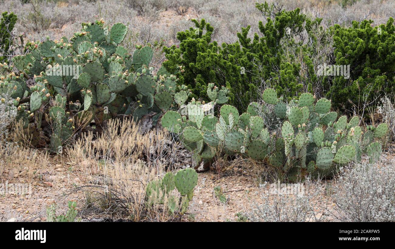 Prickly Pear Cactus entlang des Grapevine Hills Trail, Big Bend National Park, Texas Stockfoto