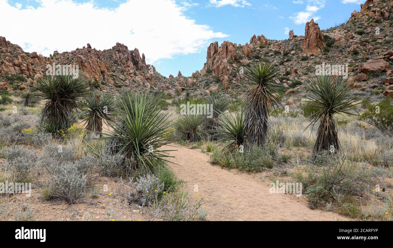 Yucca Pflanzen entlang des Grapevine Hills Trail, Big Bend National Park, Texas Stockfoto