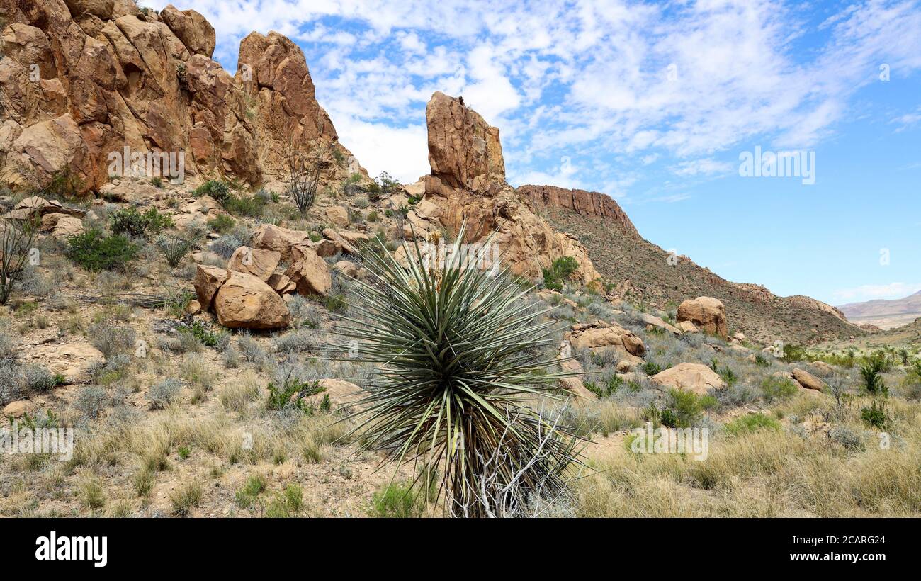 Yucca Plant durch felsige Hügel entlang des Grapevine Hills Trail, Big Bend National Park, Texas Stockfoto