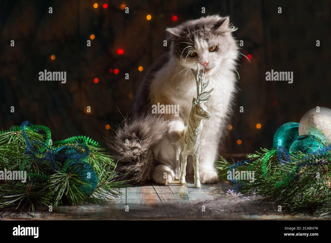 Glückliche Katze spielt mit einem Weihnachtsspielzeug. Neugierige Kätzchen  sitzen in Lametta und Weihnachtsschmuck. Kitty spielt mit  Weihnachtsspielzeug Stockfotografie - Alamy