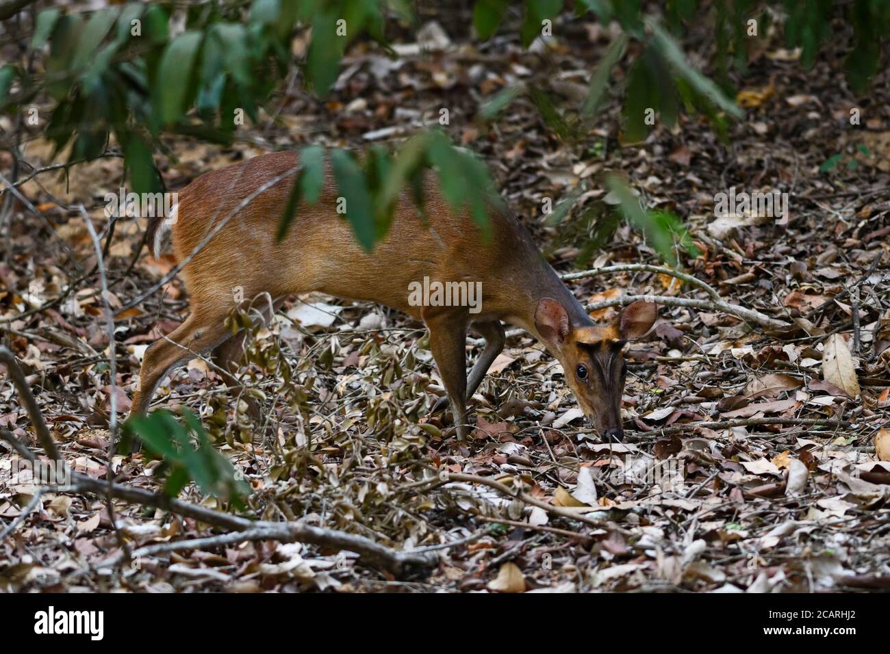 Southern Red Muntjac - Muntiacus muntjak, schöne kleine Waldhirsche aus südostasiatischen Wäldern und Wäldern, Sri Lanka. Stockfoto