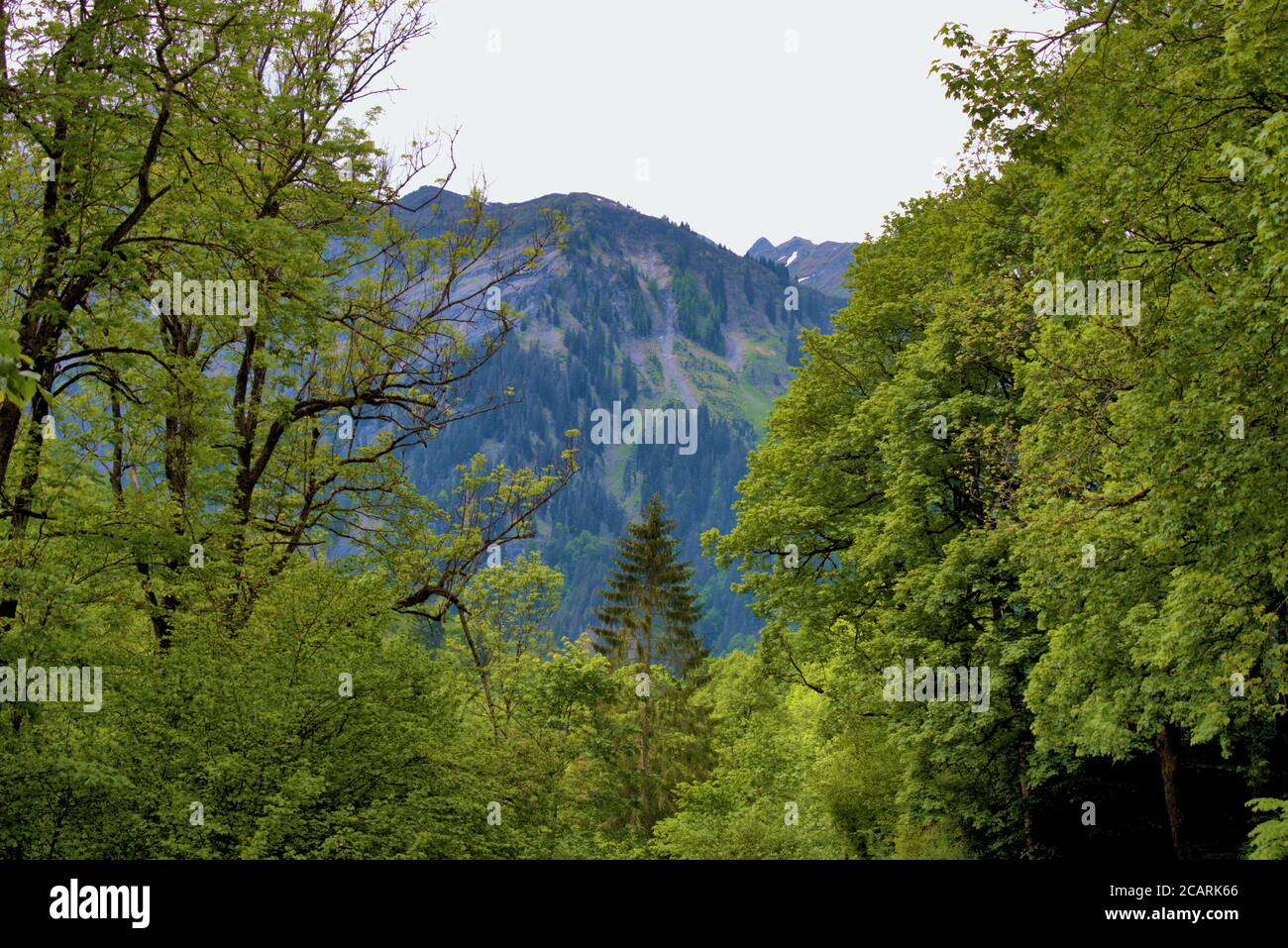 Landschaft aus einem Wald in der Schweiz Stockfoto