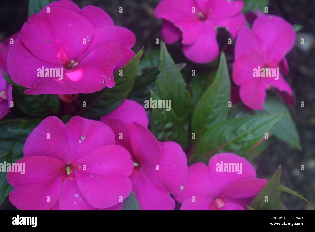 Lila Blüten. Stockfoto