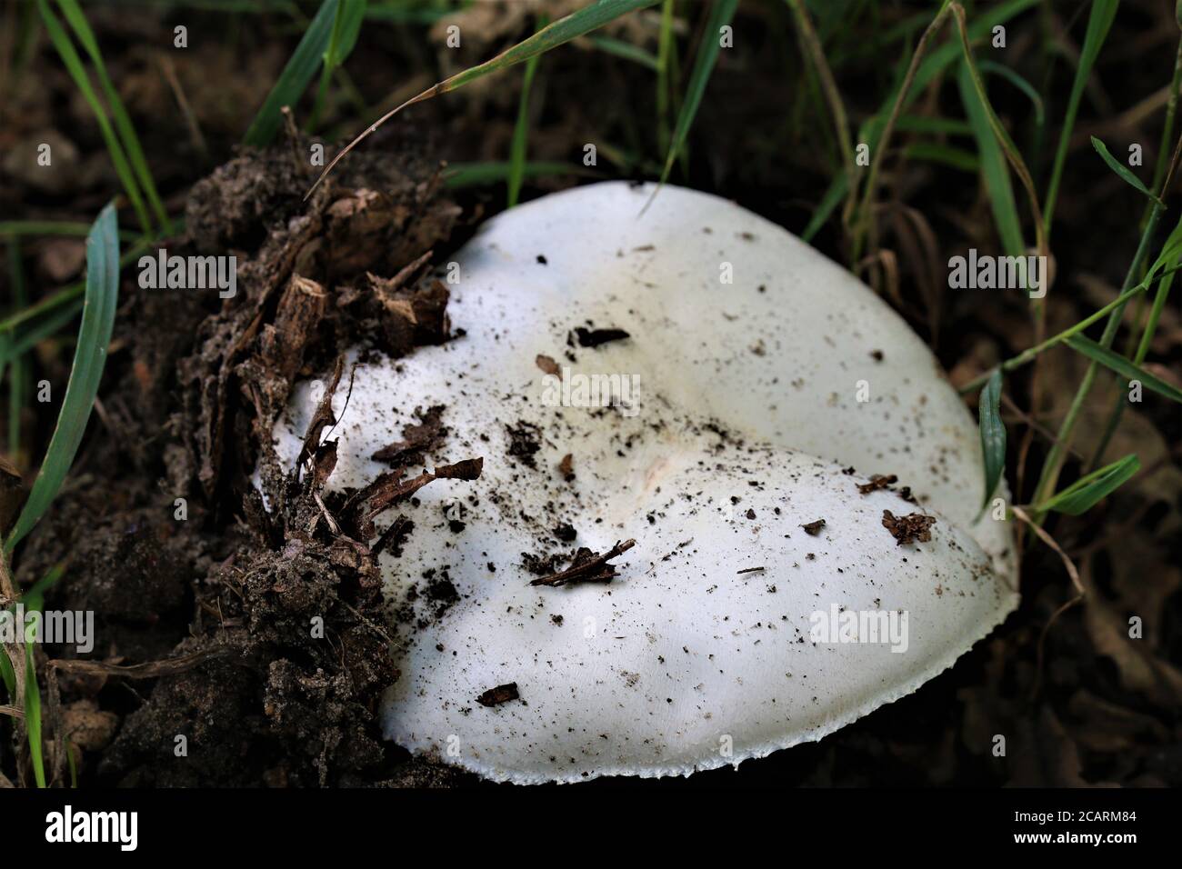 Weier Pilz, der nur aus der Erde wchst Stockfotografie - Alamy