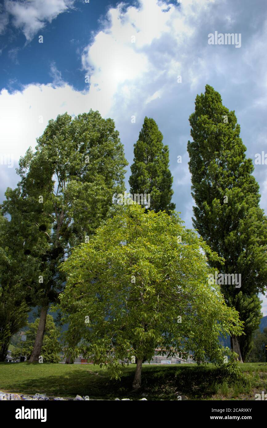 Bäume, die sich gegen den Himmel erheben in der Schweiz Stockfoto