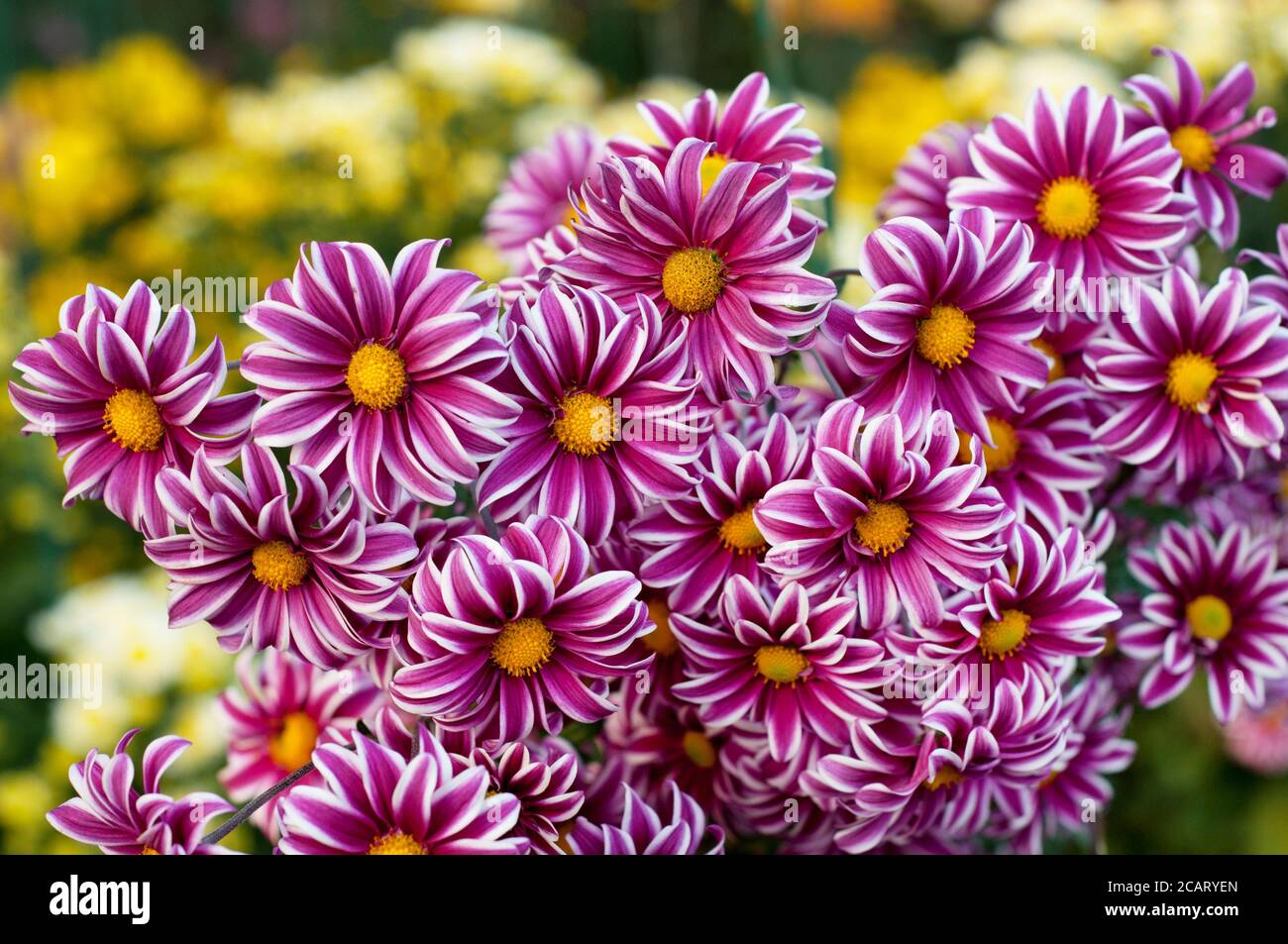 Rosa lila weiße Chrysantheme. Сhrysanthemum Blüten mit gelben Zentren und weißen Spitzen auf ihren Blütenblättern. Bush der Herbstgartenpflanzen, wachsende Blüte Stockfoto