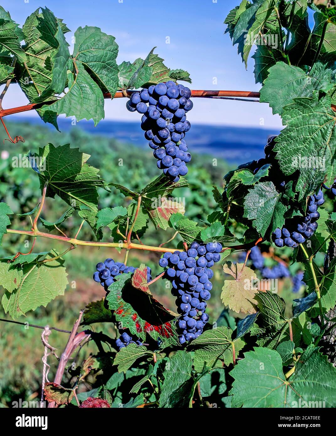 Trauben bereit für die Lese im Weinberg im Finger wachsen Lakes Region of New York State in den Vereinigten Staaten Stockfoto