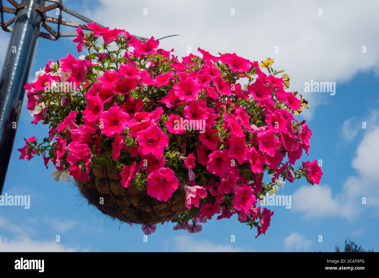 Großer Korb mit roter Petunia Stockfoto