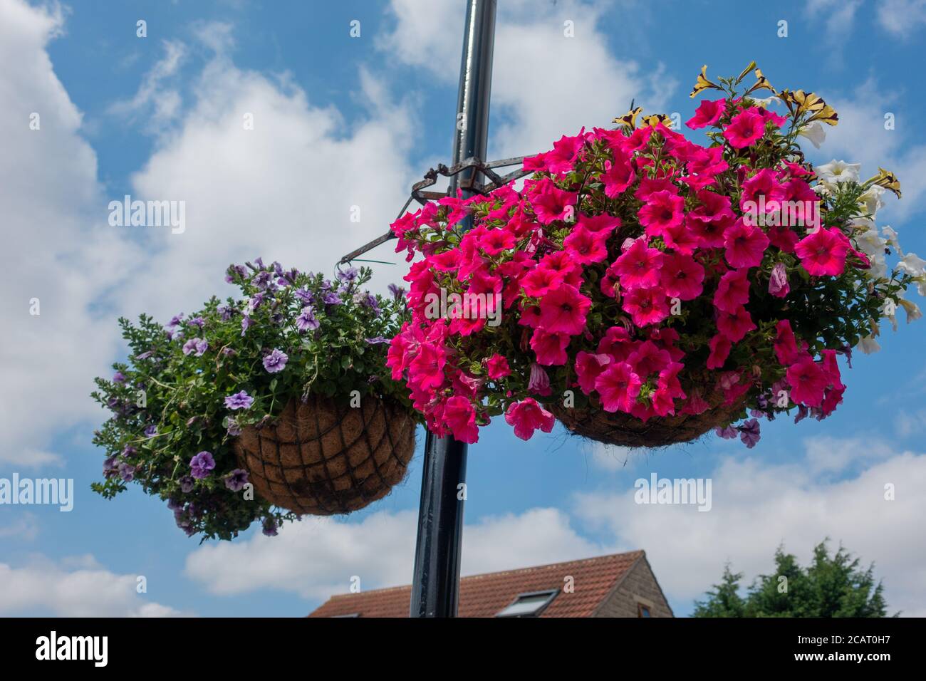 Großer Korb mit roter Petunia Stockfoto