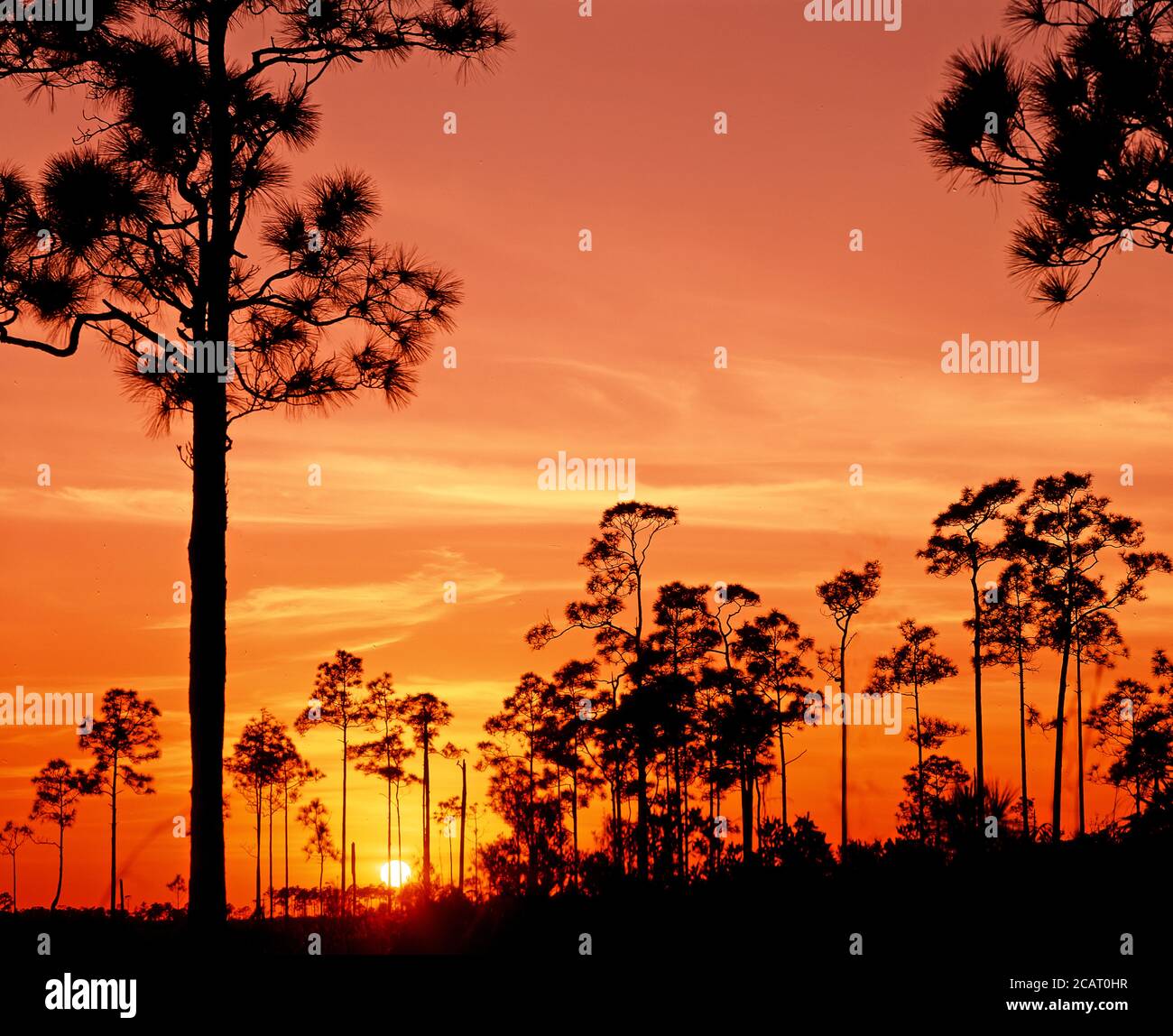 Bäume silhouetted gegen eine orange sunet Himmel in den Everglades Nationalpark im Süden Floridas in den Vereinigten Staaten Stockfoto