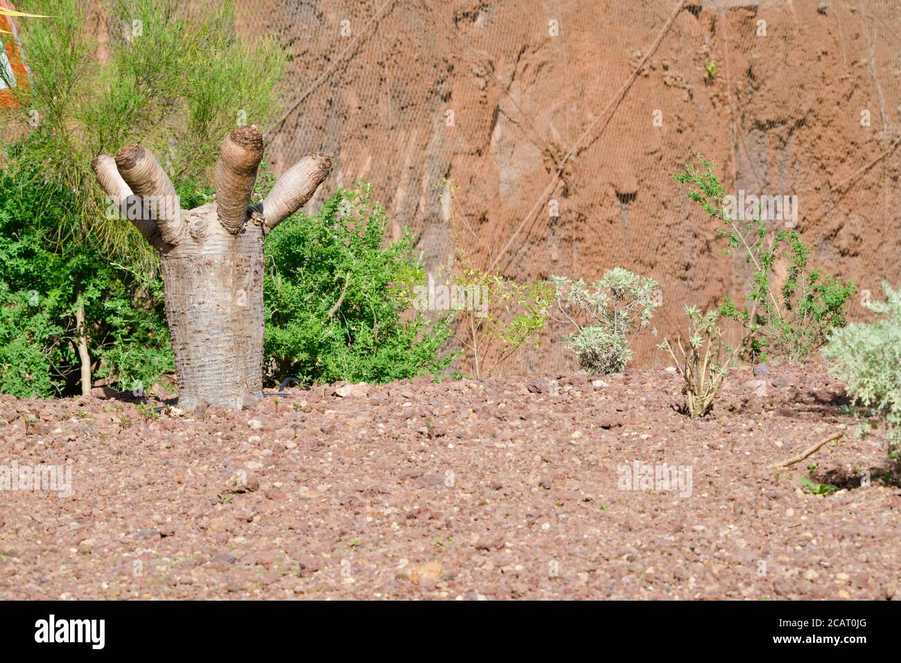 Großer Kaktus wie eine Hand gebildet Stockfoto