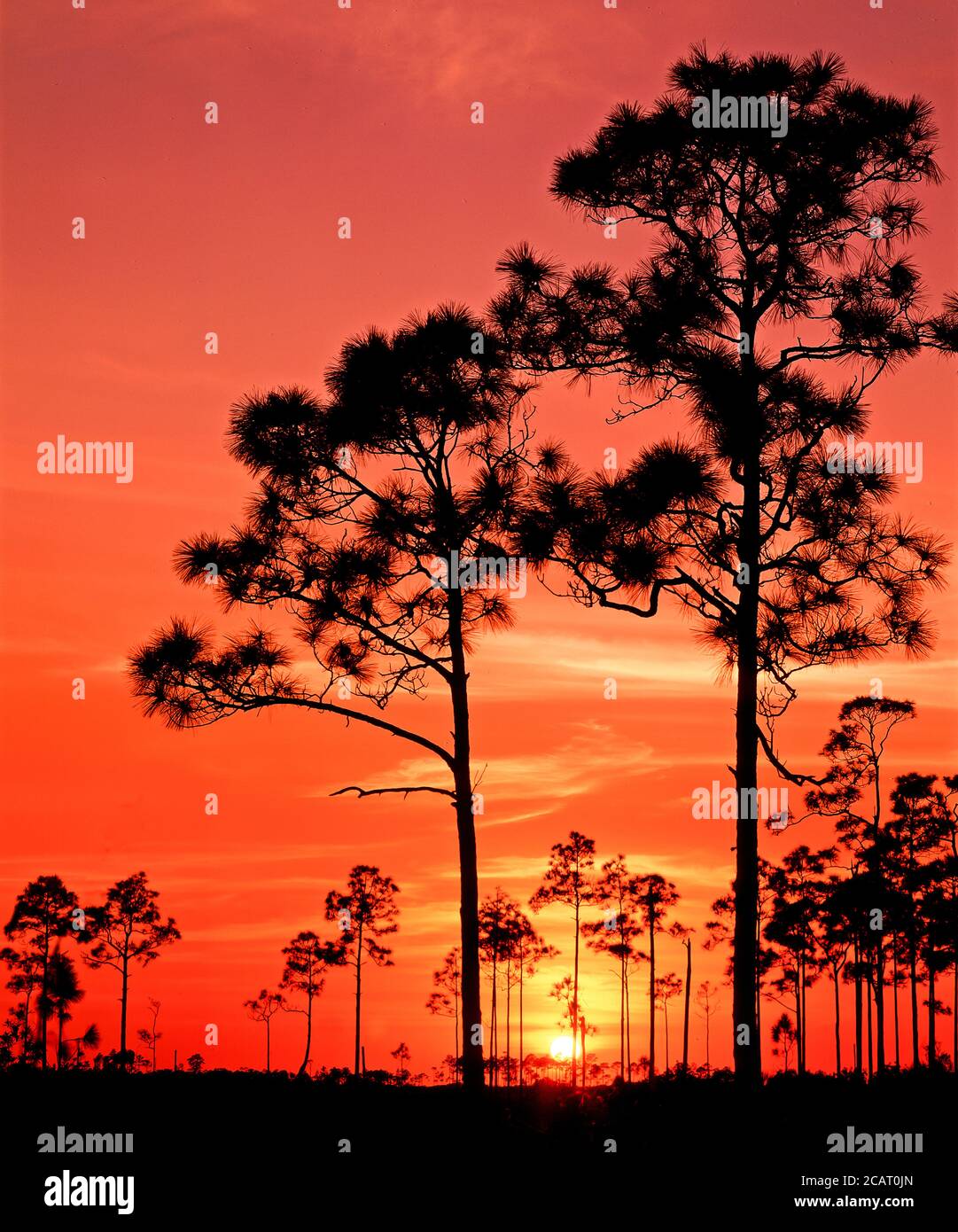 Bäume silhouetted gegen eine orange sunet Himmel in den Everglades Nationalpark im Süden Floridas in den Vereinigten Staaten Stockfoto