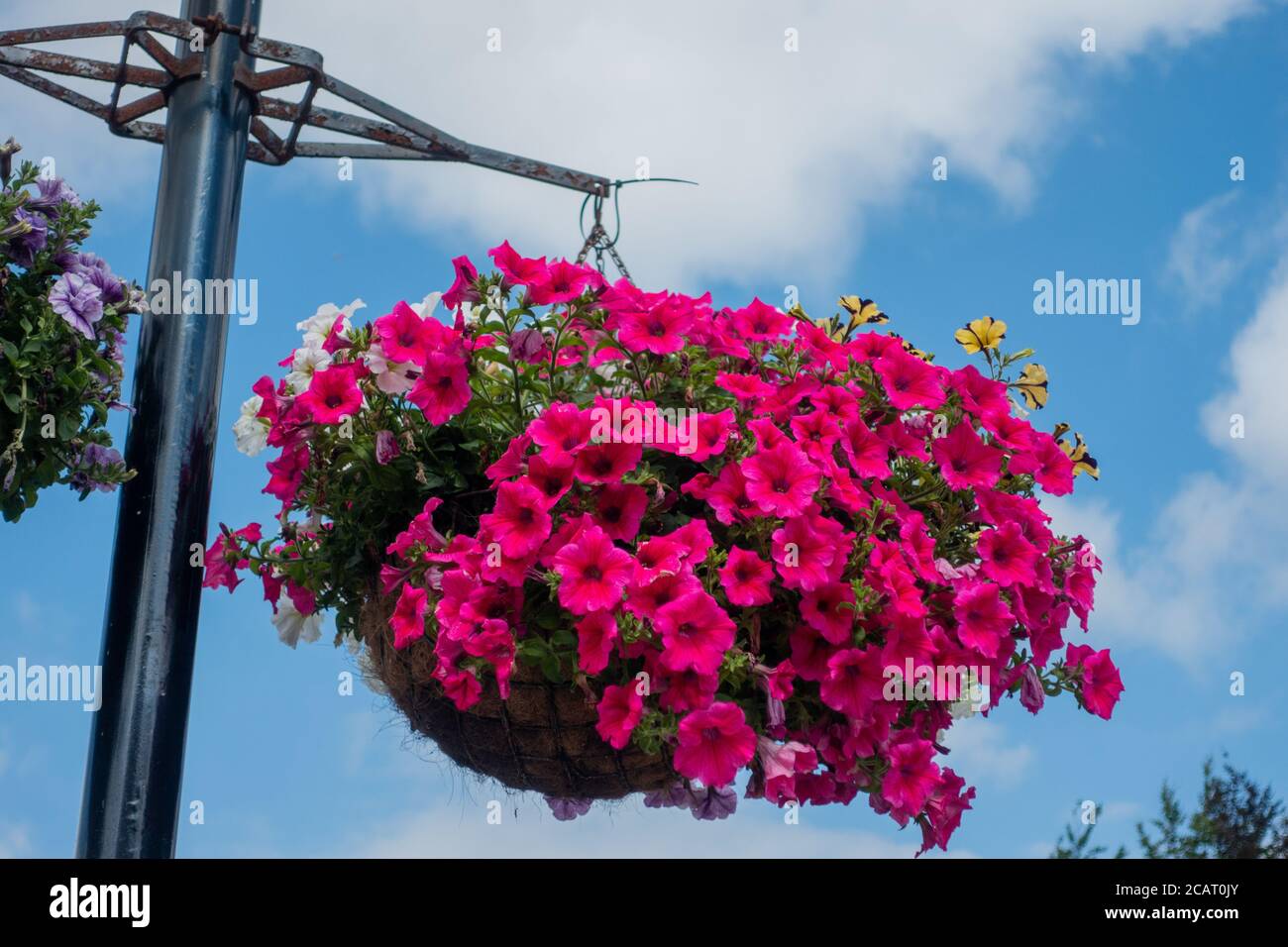 Großer Korb mit roter Petunia Stockfoto