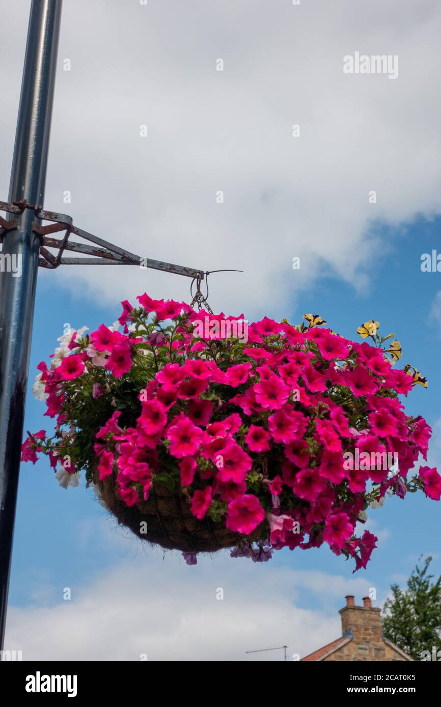 Großer Korb mit roter Petunia Stockfoto
