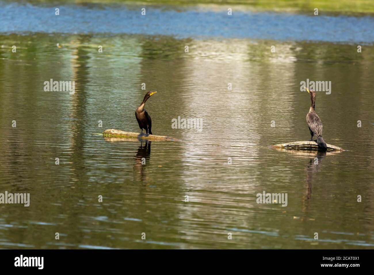 Der Doppelmantelkormoran auf dem See Stockfoto