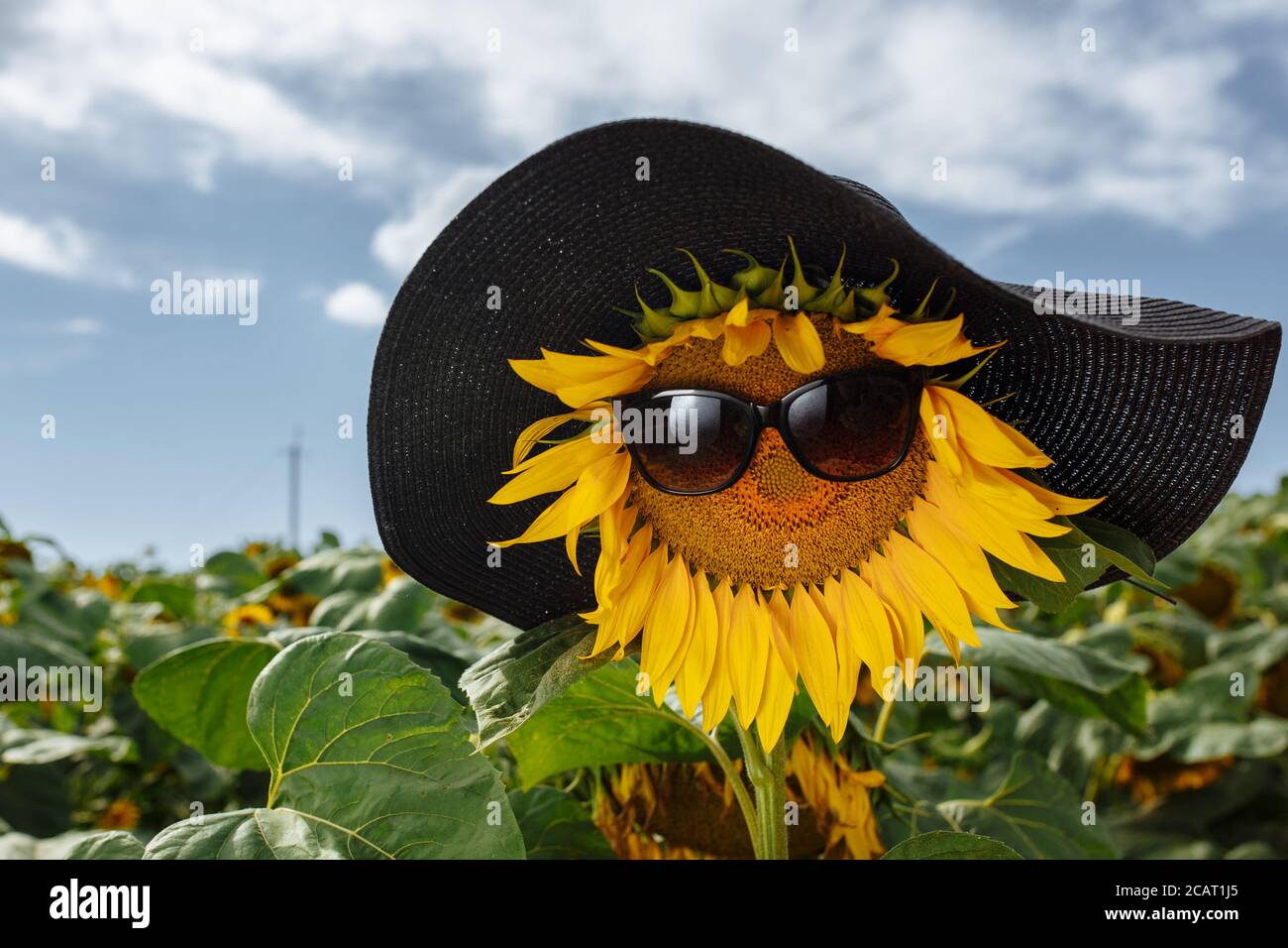 Sonnenblume auf dem Feld in Sonnenbrille und Hut an der Hintergrund des blauen Himmels mit Kopierraum Stockfoto