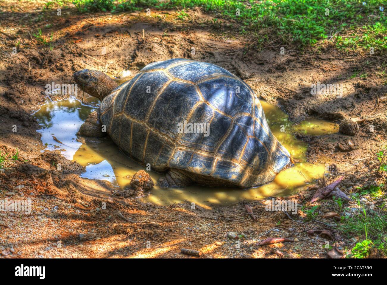 Große Schildkröte in einer Pfütze Stockfoto