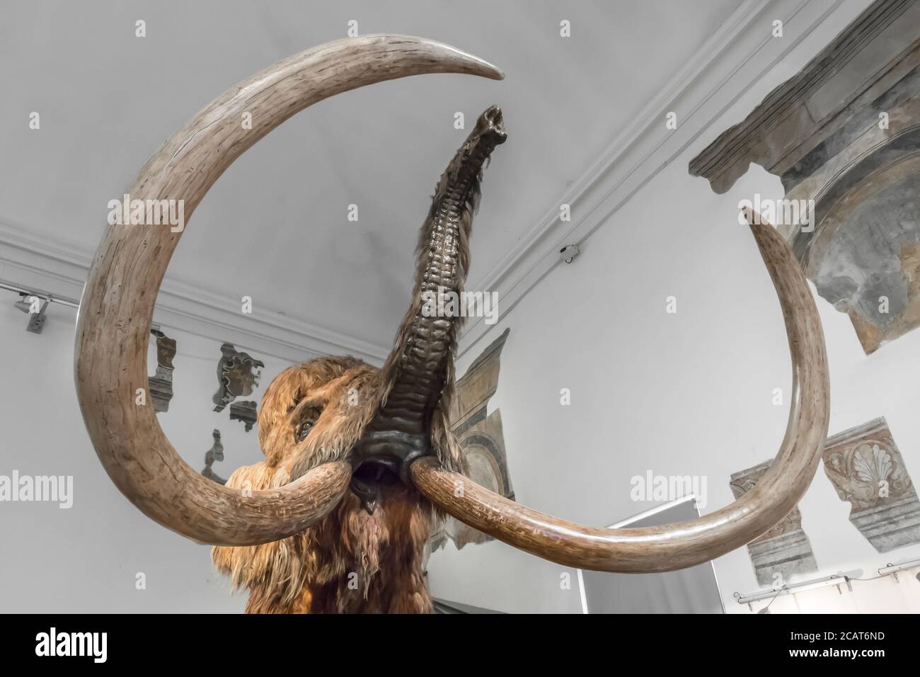 Realistische lebensgroße Replik-Modell von Woolly Mammoth. Civic Museum of Natural Sciences von Bergamo, ITALIEN - 5. Oktober 2019. Stockfoto