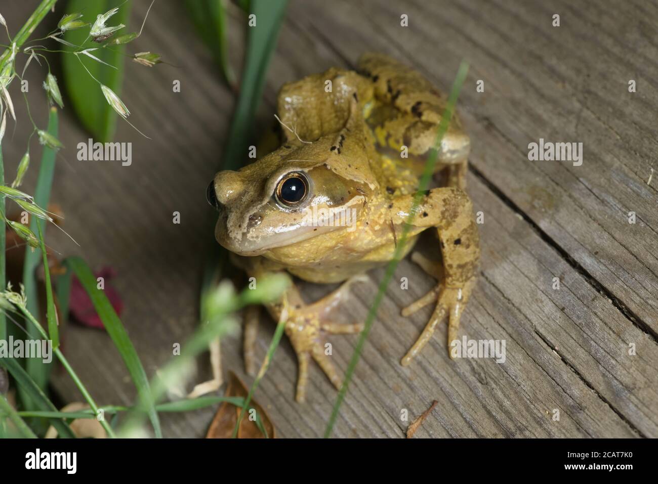 Der grüne und gelbe Grasfrosch lehnt sich in Richtung Kamera, während er auf einem Holzbrett in einem Garten sitzt. Ein ansprechendes Porträt. Stockfoto