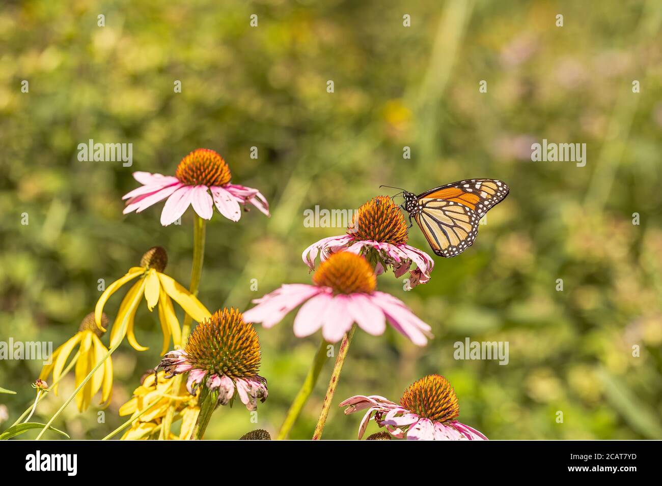 Ein schöner Monarch inmitten der Blumen. Stockfoto