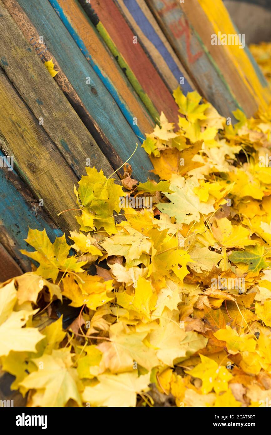 Bunte Herbst Ahornblätter auf alten Holzbrett. Gelbe trockene Blätter liegen in der Nähe von Holz schlecht bemalt Zaun. Natur, Herbstlaub, Jahreszeit, Texturen Co Stockfoto