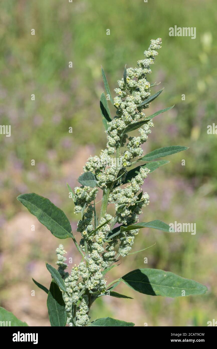 Nahaufnahme Fat-Hen / Chenopodium Album Flowerhead. Landwirtschaftliche Unkraut, das essbar ist & wurde einmal als Nahrung verwendet. Jetzt ein gezüfttes wildes Überlebensfutter Stockfoto