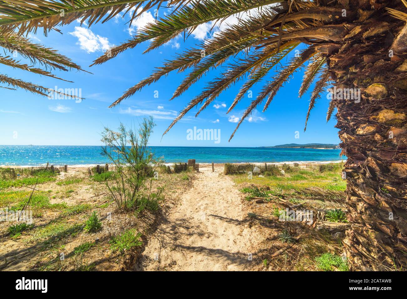 Palmen am Ufer in Alghero, Italien Stockfoto