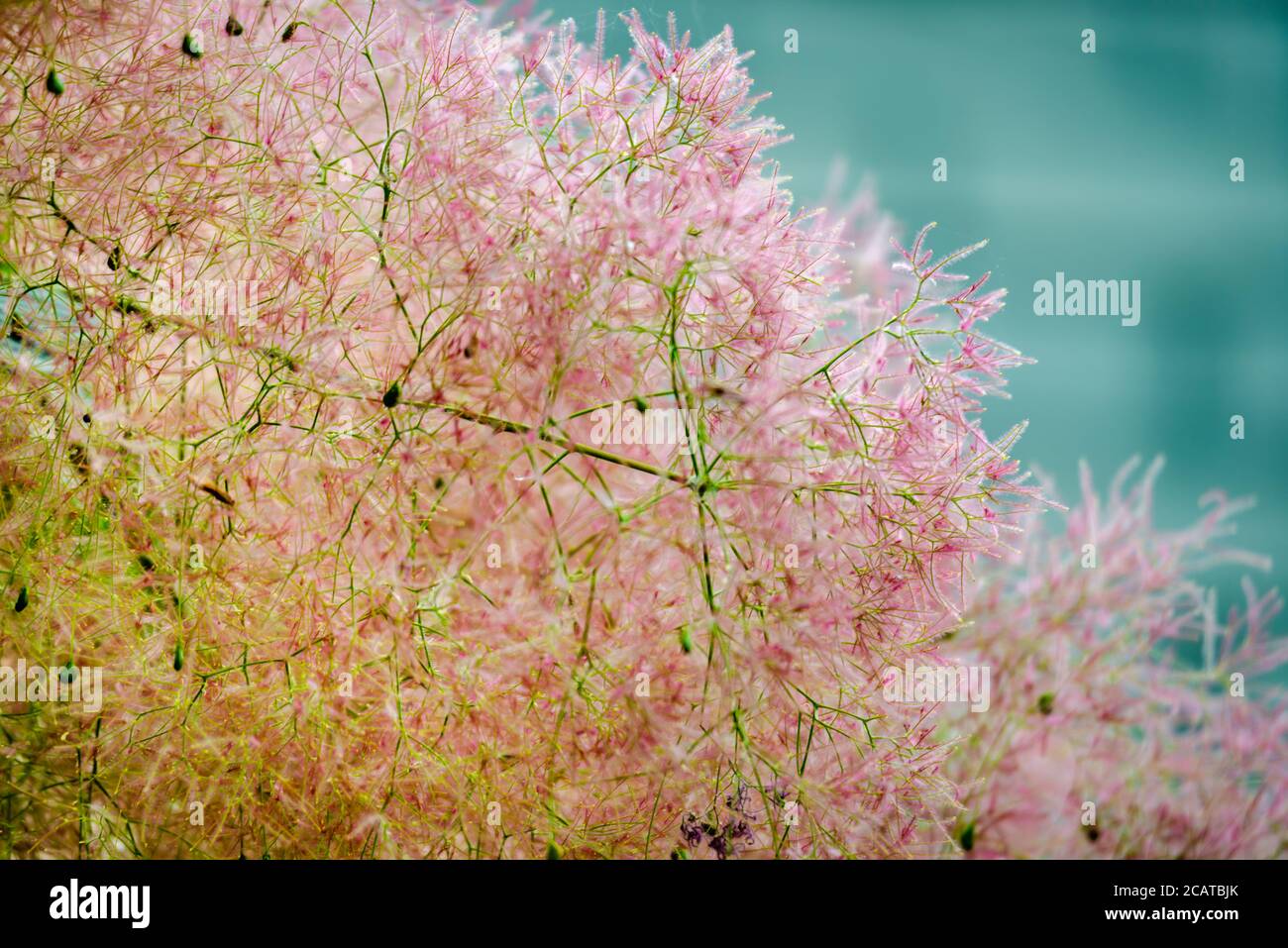 Blühender purpurner Rauchbusch, Rauchbaum Stockfoto