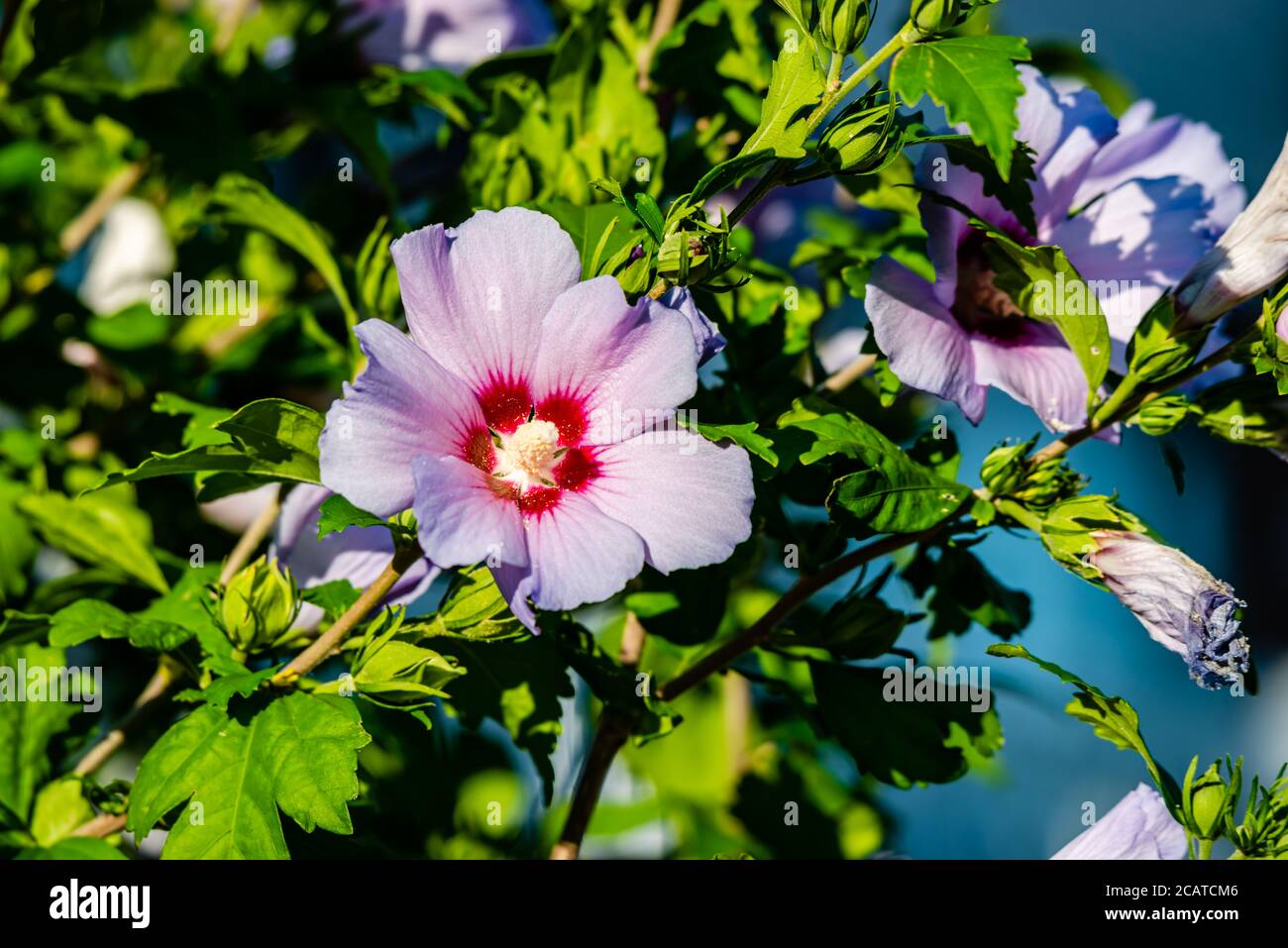Hibiskuspflanze und blumen Fotos und Bildmaterial in hoher Auflösung