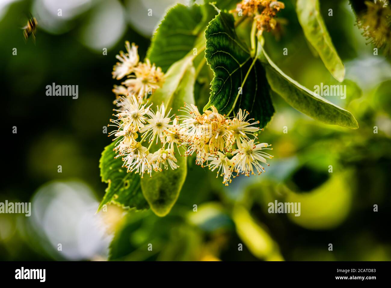 Linden Blumen auf dem Baum Stockfoto