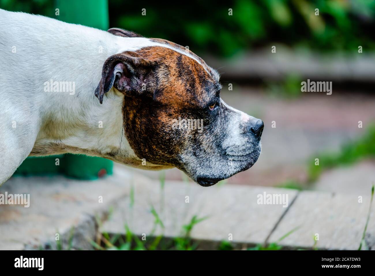 Old American Bulldog im Hinterhof Stockfoto