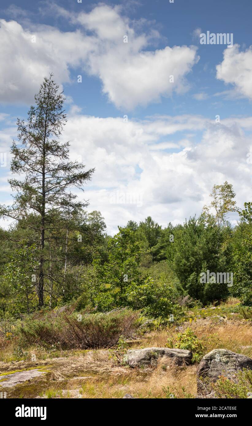 Grüne grasbewachsene Feuchtgebiete in Torrance Barrens Naturschutzgebiet in Muskoka. Stockfoto