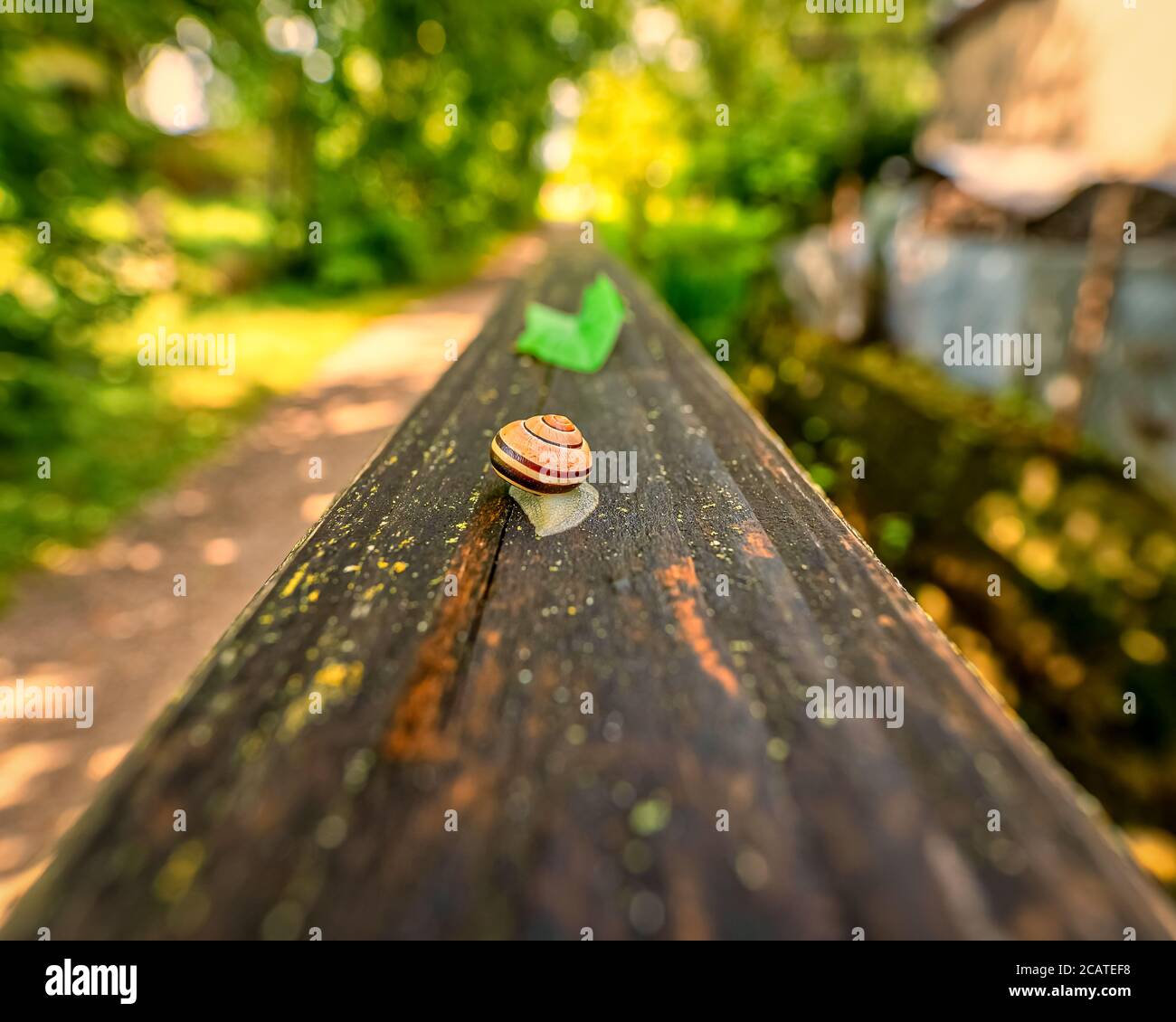 Eine kleine Schnecke krabbelt zu einem grünen Blatt, als ihr Essen bei Sonnenuntergang goldene Licht Atmosphäre. Stockfoto