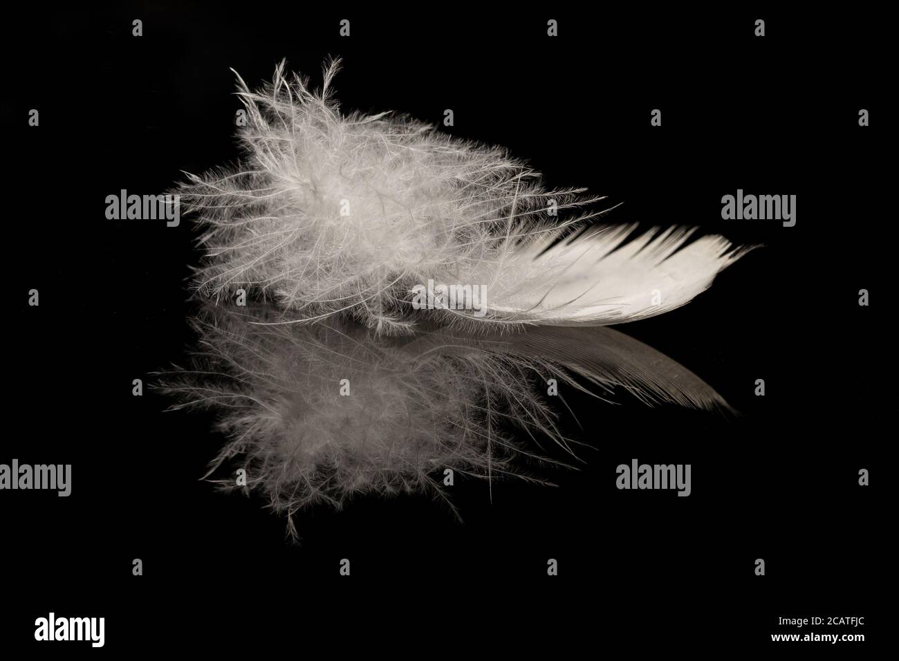 Eine weiße Vogelfeder auf einer schwarzen reflektierenden Oberfläche Stockfoto