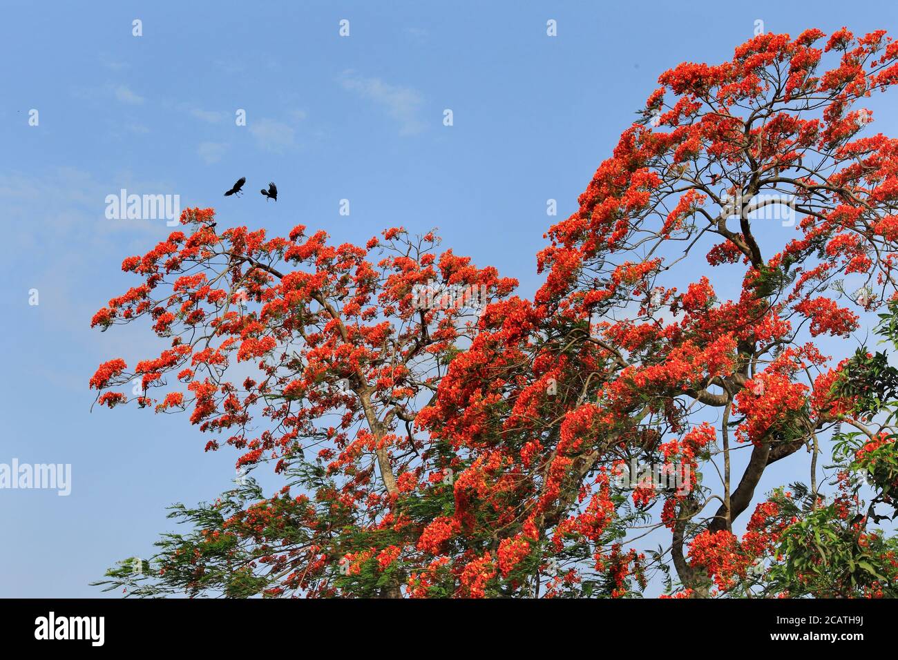 Pfauenblumen, Sommerblume in der Sommersaison blüht Krishnachura Delonix Regia. Poinciana Baum in Dhaka, Bangladesch. Stockfoto