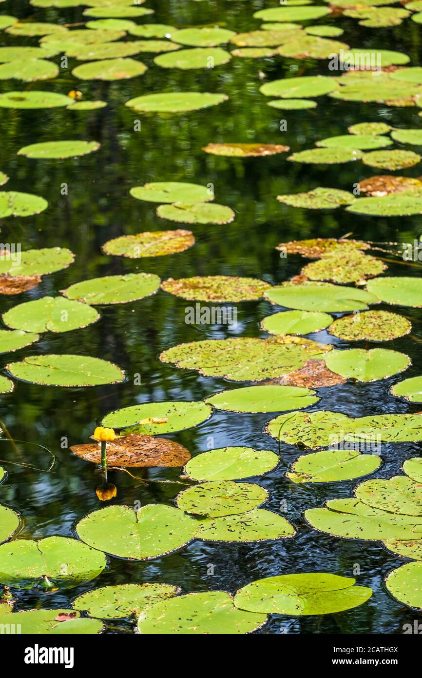 Lily Pads schwimmen in einem Pfund Stockfoto