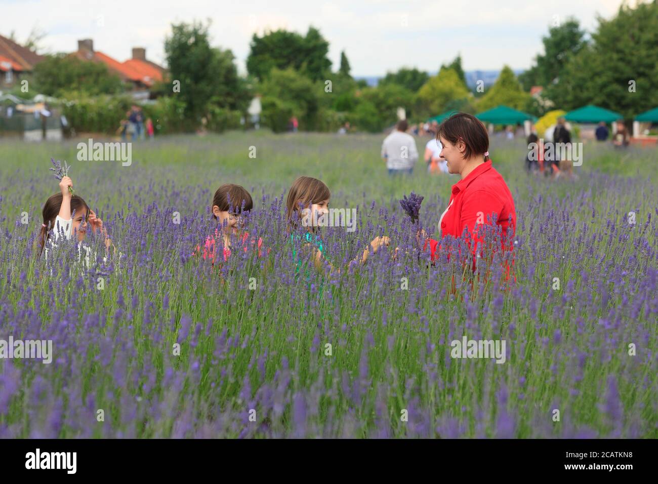 Menschen, die an der Auswahl Ihrer eigenen Lavendel Tag, Carshalton Lavendel. Carshalton Lavender ist eine lokale Community-Gruppe mit Sitz im Londoner Stadtteil Sutton, die 3 Hektar Lavendelfelder auf Stanley Road Zuteilungen unterhält und jedes Jahr im Juli eine eigene Lavendelernte betreibt. Lavendelöl wird aus den restlichen Blumen destilliert, um den Rest des Jahres zu verkaufen. Carshalton Lavender, Stanley Road Allotments, Oaks Way, London, Großbritannien. 12 Juli 2008 Stockfoto