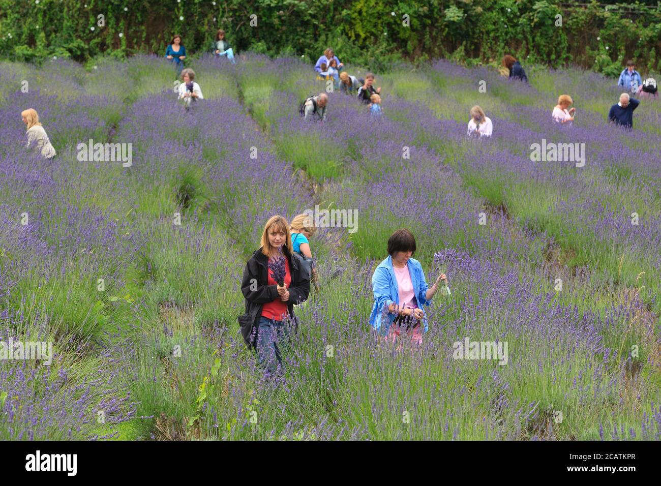 Menschen, die an der Auswahl Ihrer eigenen Lavendel Tag, Carshalton Lavendel. Carshalton Lavender ist eine lokale Community-Gruppe mit Sitz im Londoner Stadtteil Sutton, die 3 Hektar Lavendelfelder auf Stanley Road Zuteilungen unterhält und jedes Jahr im Juli eine eigene Lavendelernte betreibt. Lavendelöl wird aus den restlichen Blumen destilliert, um den Rest des Jahres zu verkaufen. Carshalton Lavender, Stanley Road Allotments, Oaks Way, London, Großbritannien. 12 Juli 2008 Stockfoto