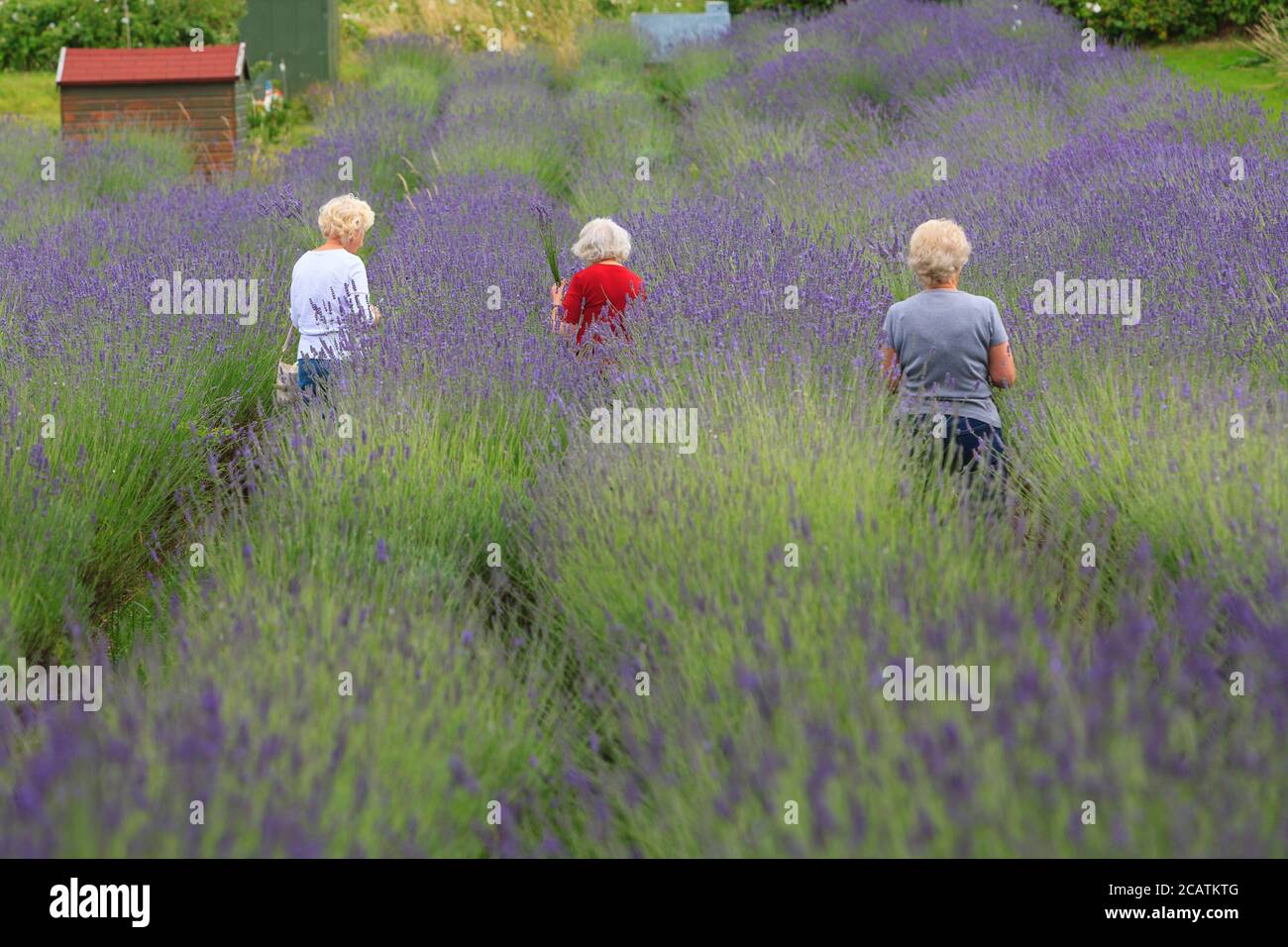 Menschen, die an der Auswahl Ihrer eigenen Lavendel Tag, Carshalton Lavendel. Carshalton Lavender ist eine lokale Community-Gruppe mit Sitz im Londoner Stadtteil Sutton, die 3 Hektar Lavendelfelder auf Stanley Road Zuteilungen unterhält und jedes Jahr im Juli eine eigene Lavendelernte betreibt. Lavendelöl wird aus den restlichen Blumen destilliert, um den Rest des Jahres zu verkaufen. Carshalton Lavender, Stanley Road Allotments, Oaks Way, London, Großbritannien. 12 Juli 2008 Stockfoto