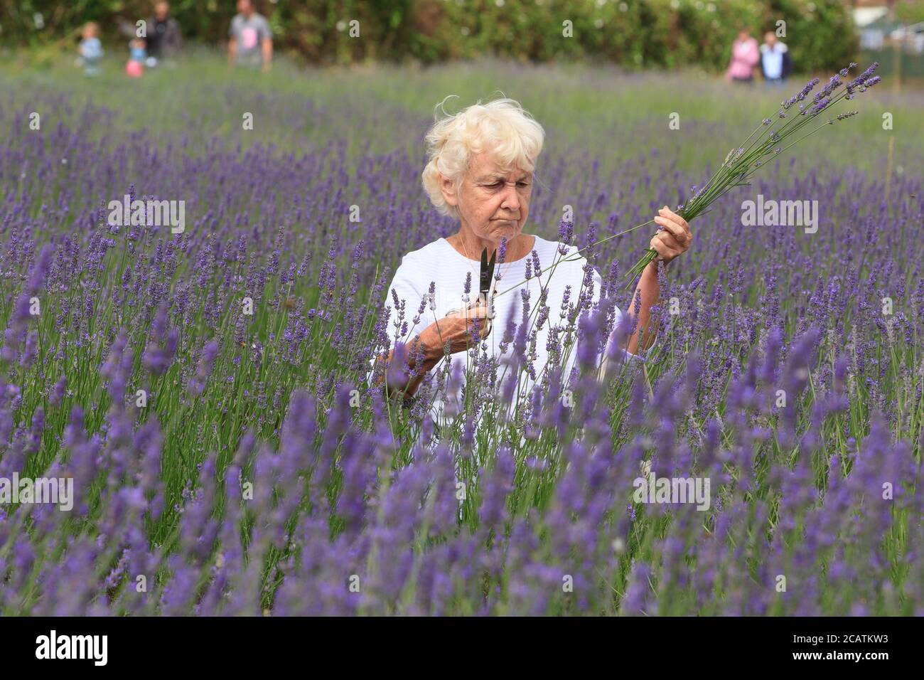 Menschen, die an der Auswahl Ihrer eigenen Lavendel Tag, Carshalton Lavendel. Carshalton Lavender ist eine lokale Community-Gruppe mit Sitz im Londoner Stadtteil Sutton, die 3 Hektar Lavendelfelder auf Stanley Road Zuteilungen unterhält und jedes Jahr im Juli eine eigene Lavendelernte betreibt. Lavendelöl wird aus den restlichen Blumen destilliert, um den Rest des Jahres zu verkaufen. Carshalton Lavender, Stanley Road Allotments, Oaks Way, London, Großbritannien. 12 Juli 2008 Stockfoto