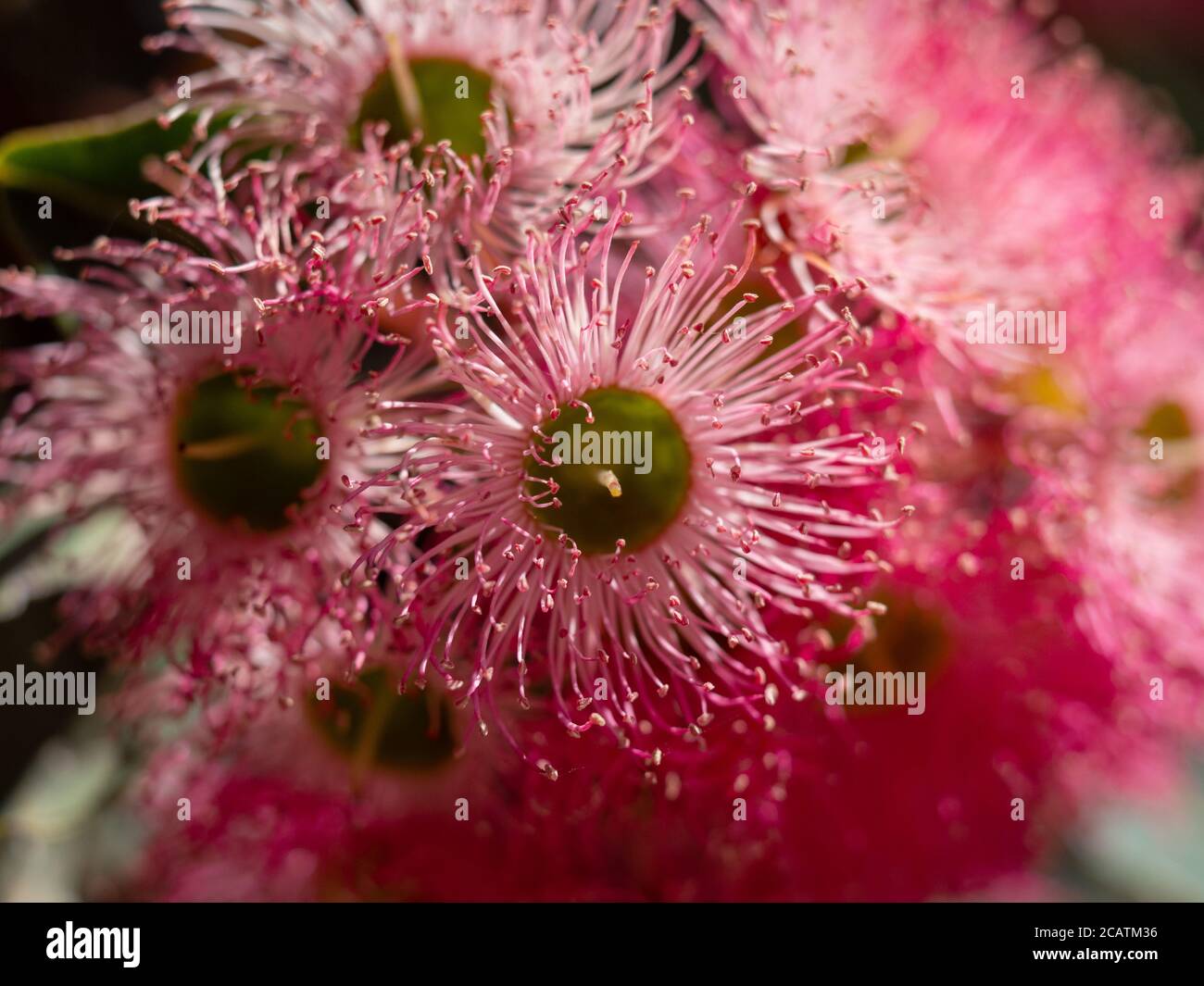 Rosafarbenes blühendes Gummi. Einheimischer australischer Eukalyptusbaum. Stockfoto