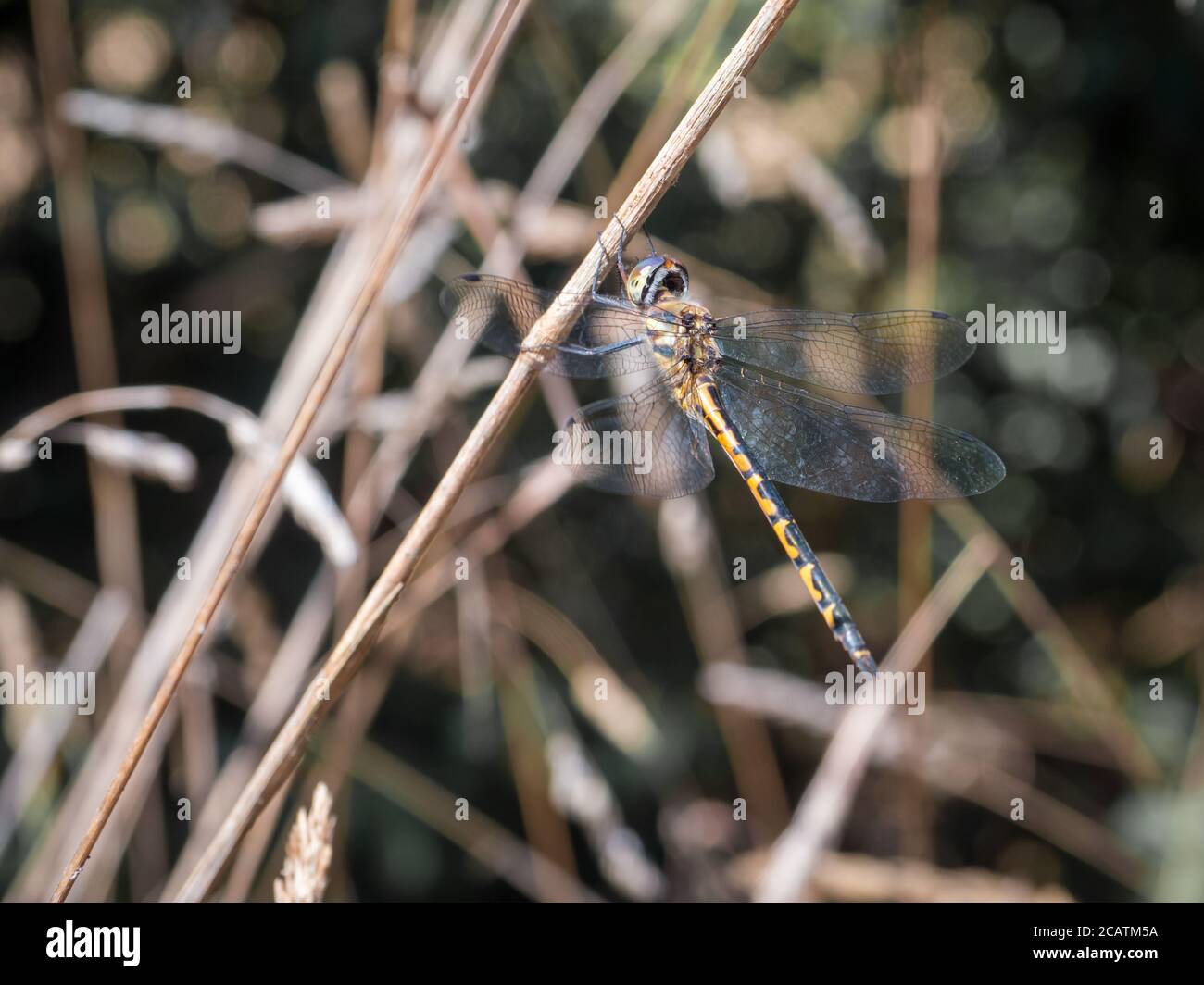 Australian Emperor Dragonfly (Anax papuensis), Mornington Peninsula, Australien Stockfoto