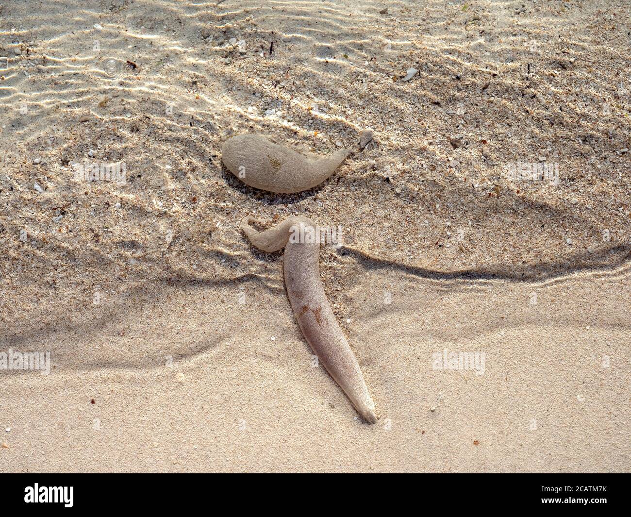 Seewürmer-Rohre oder -Koffer schwimmen im kristallklaren Wasser von Thomson Bay, Rottnest Island, Westaustralien Stockfoto