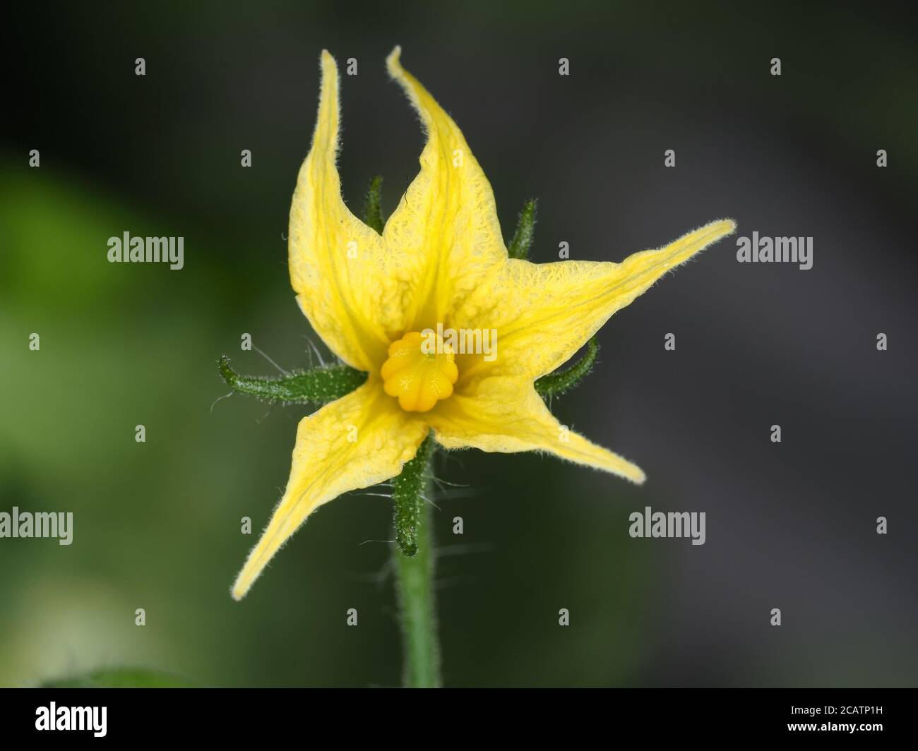 Tomatenblume Nahaufnahme Stockfoto