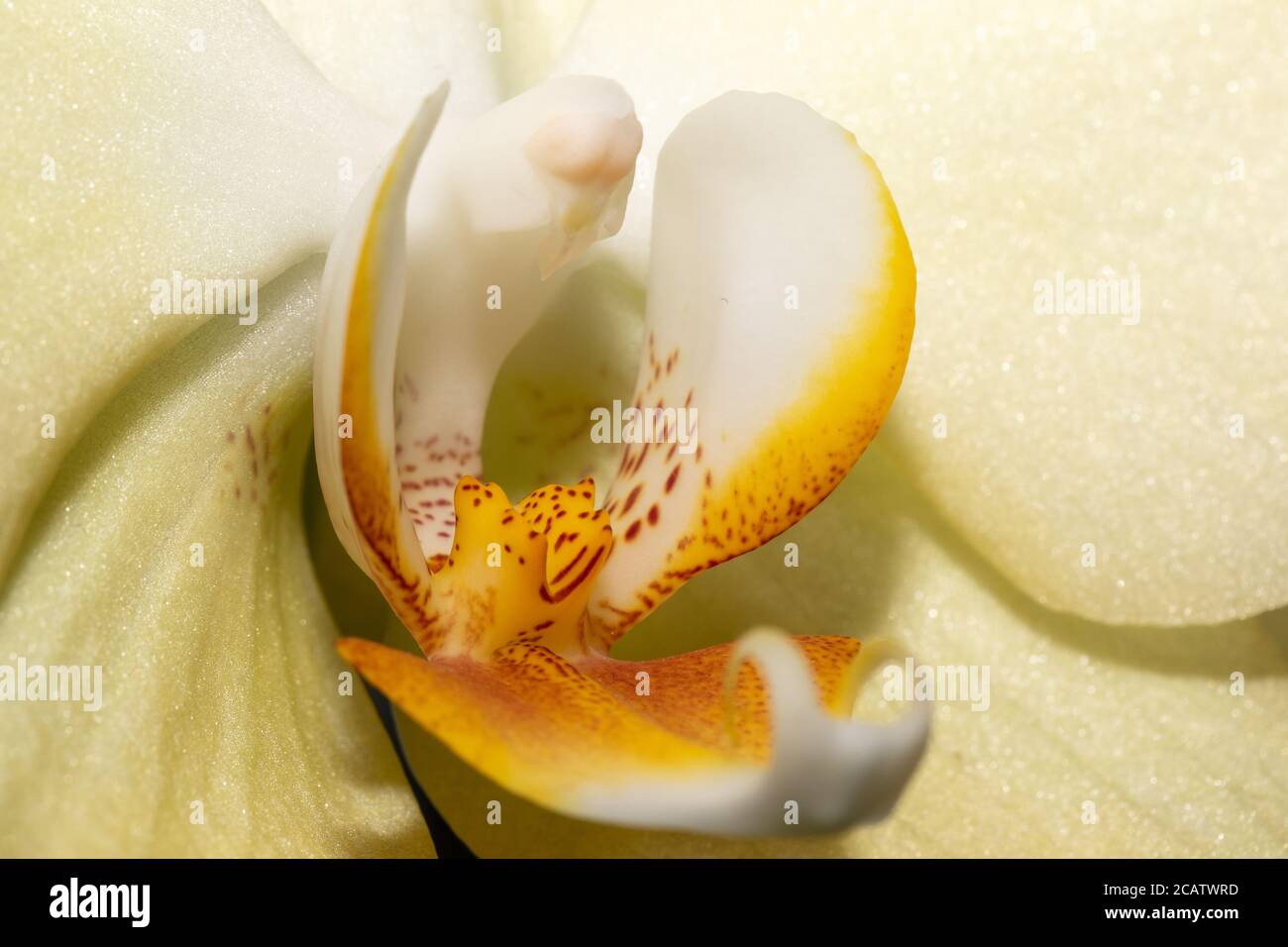 Makroaufnahme der gelben Orchideenblume mit weichem Fokus. Blumenmuster in Nahaufnahme. Bildart. Selektiver Fokus. Stockfoto