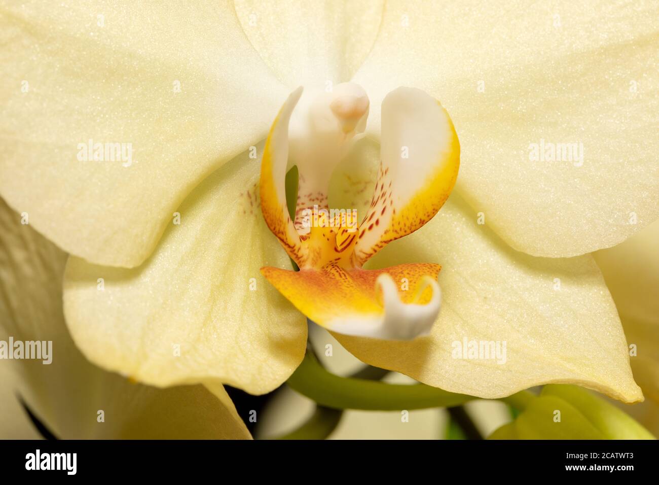 Makroaufnahme der gelben Orchideenblume mit weichem Fokus und Platz für Text. Blumenmuster in Nahaufnahme. Bildart. Selektiver Fokus, Kopierbereich. Stockfoto