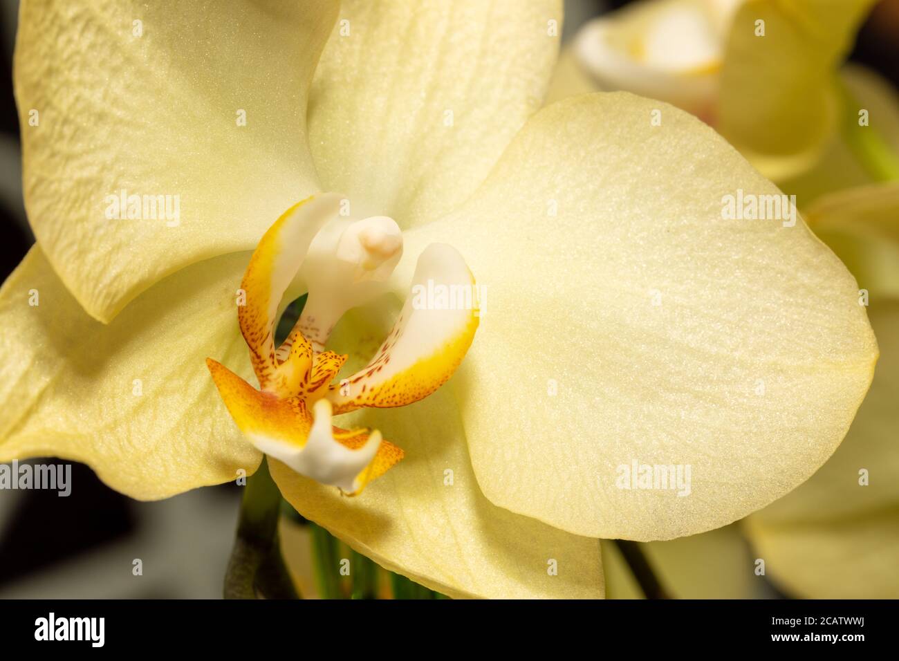 Makroaufnahme der gelben Orchideenblume mit weichem Fokus und Platz für Text. Blumenmuster in Nahaufnahme. Selektiver Fokus, Kopierbereich. Stockfoto