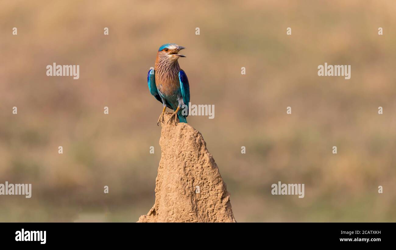 Indian Roller Coracias benghalensis sitzt auf der Spitze des Riesen ANT Hill mit unscharfem Hintergrund Stockfoto