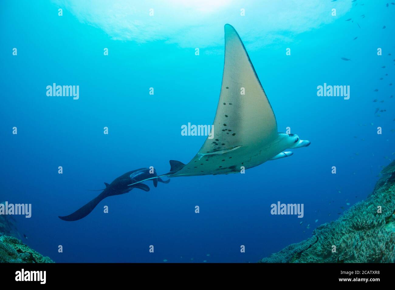 Zwei Mantarochen, Manta alfredi, kommen nahe an das Riff, um von einem kleinen sauberen Wrasse, Fidschi, inspiziert zu werden. Stockfoto