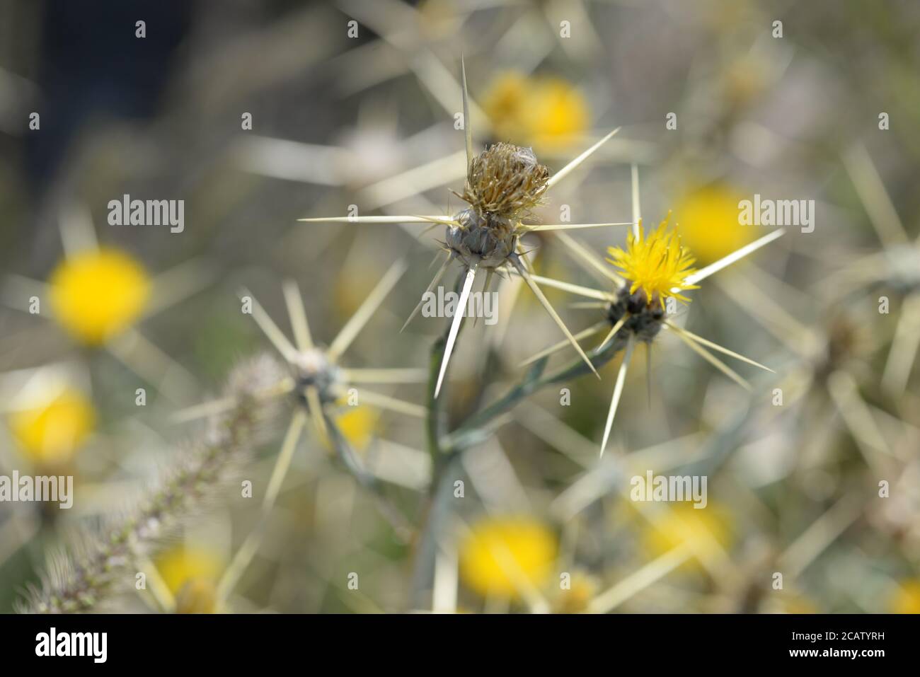 Nahaufnahme Natur Stockfoto